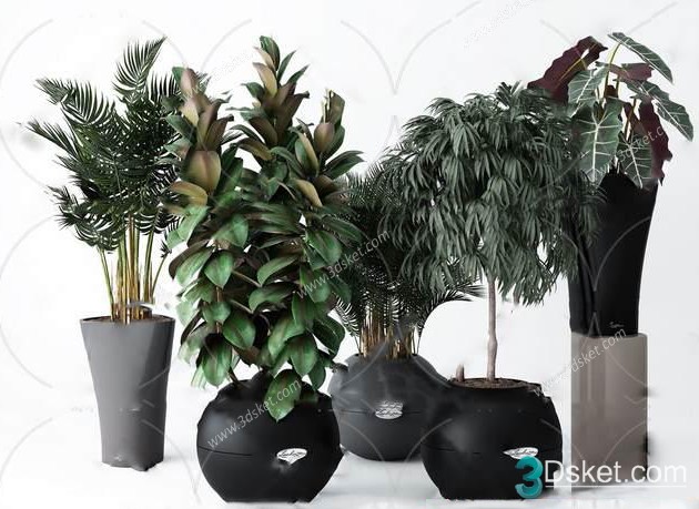3D Model Indoor Plants Free Download 052