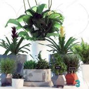 3D Model Indoor Plants Free Download 053
