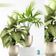 3D Model Indoor Plants Free Download 054