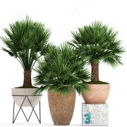 3D Model Indoor Plants Free Download 056