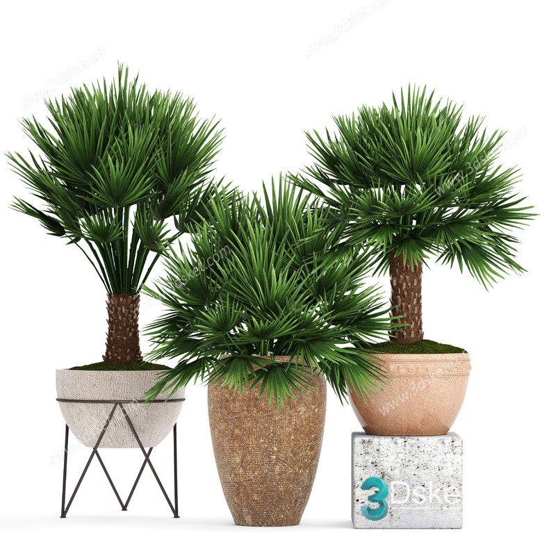 3D Model Indoor Plants Free Download 056