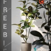 3D Model Indoor Plants Free Download 057