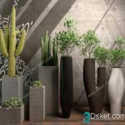 3D Model Indoor Plants Free Download 061