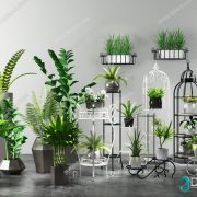 3D Model Indoor Plants Free Download 066