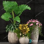 3D Model Indoor Plants Free Download 067