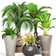 3D Model Indoor Plants Free Download 068