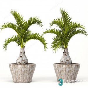 3D Model Indoor Plants Free Download 072