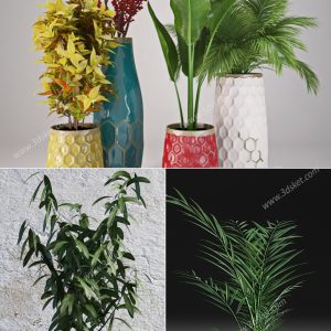 3D Model Indoor Plants Free Download 074
