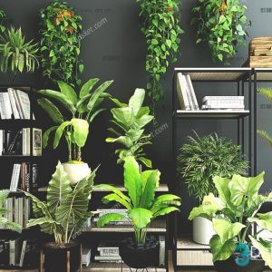 3D Model Indoor Plants Free Download 095