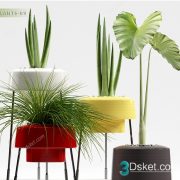 3D Model Indoor Plants Free Download 096