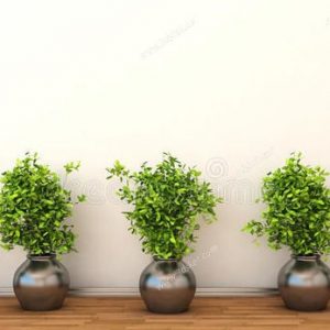 3D Model Indoor Plants Free Download 076
