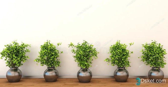 3D Model Indoor Plants Free Download 076