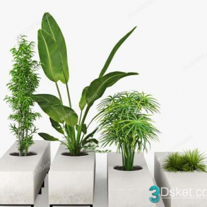 3D Model Indoor Plants Free Download 077