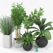 3D Model Indoor Plants Free Download 078