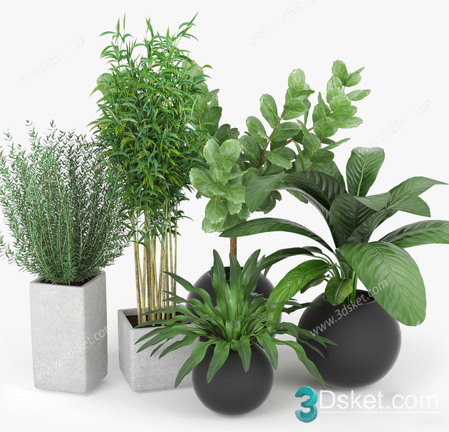 3D Model Indoor Plants Free Download 078
