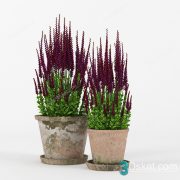 3D Model Indoor Plants Free Download 079
