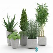 3D Model Indoor Plants Free Download 081