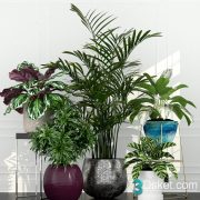 3D Model Indoor Plants Free Download 083
