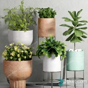 3D Model Indoor Plants Free Download 084