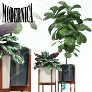 3D Model Indoor Plants Free Download 085