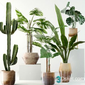 3D Model Indoor Plants Free Download 086