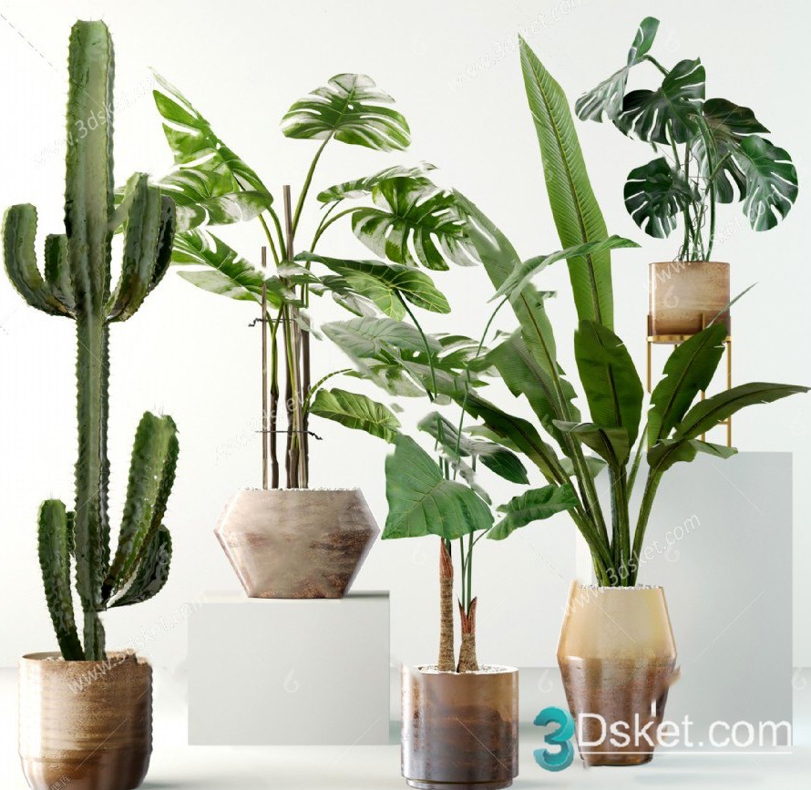 3D Model Indoor Plants Free Download 086