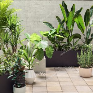 3D Model Indoor Plants Free Download 087