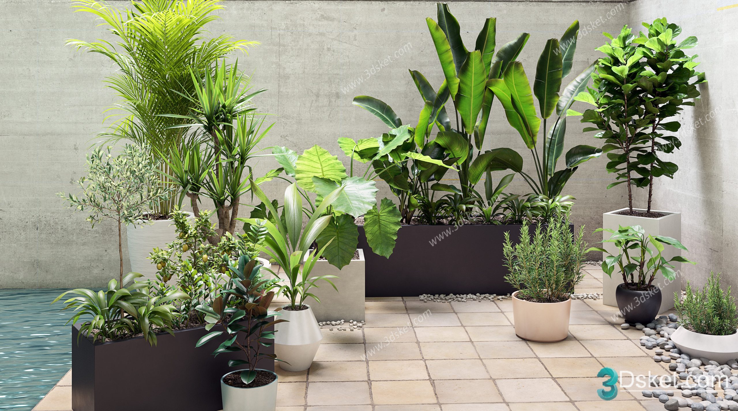 3D Model Indoor Plants Free Download 087