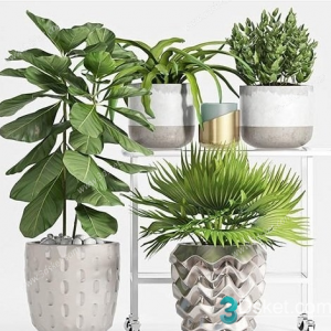 3D Model Indoor Plants Free Download 088
