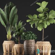 3D Model Indoor Plants Free Download 090