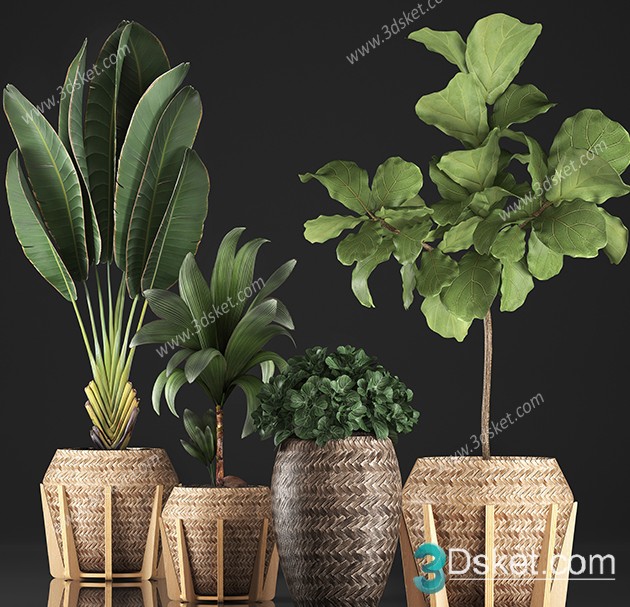3D Model Indoor Plants Free Download 090