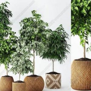 3D Model Indoor Plants Free Download 091