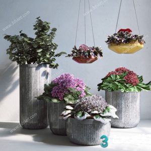 3D Model Indoor Plants Free Download 094