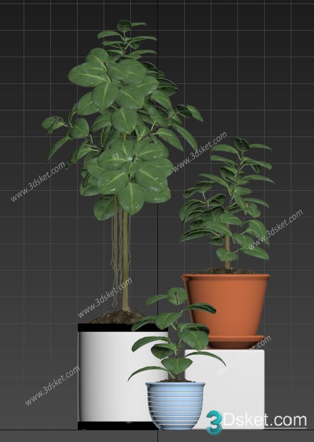 3D Model Indoor Plants Free Download 006