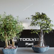 3D Model Indoor Plants Free Download 004
