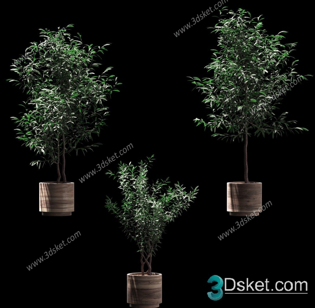 3D Model Indoor Plants Free Download 003