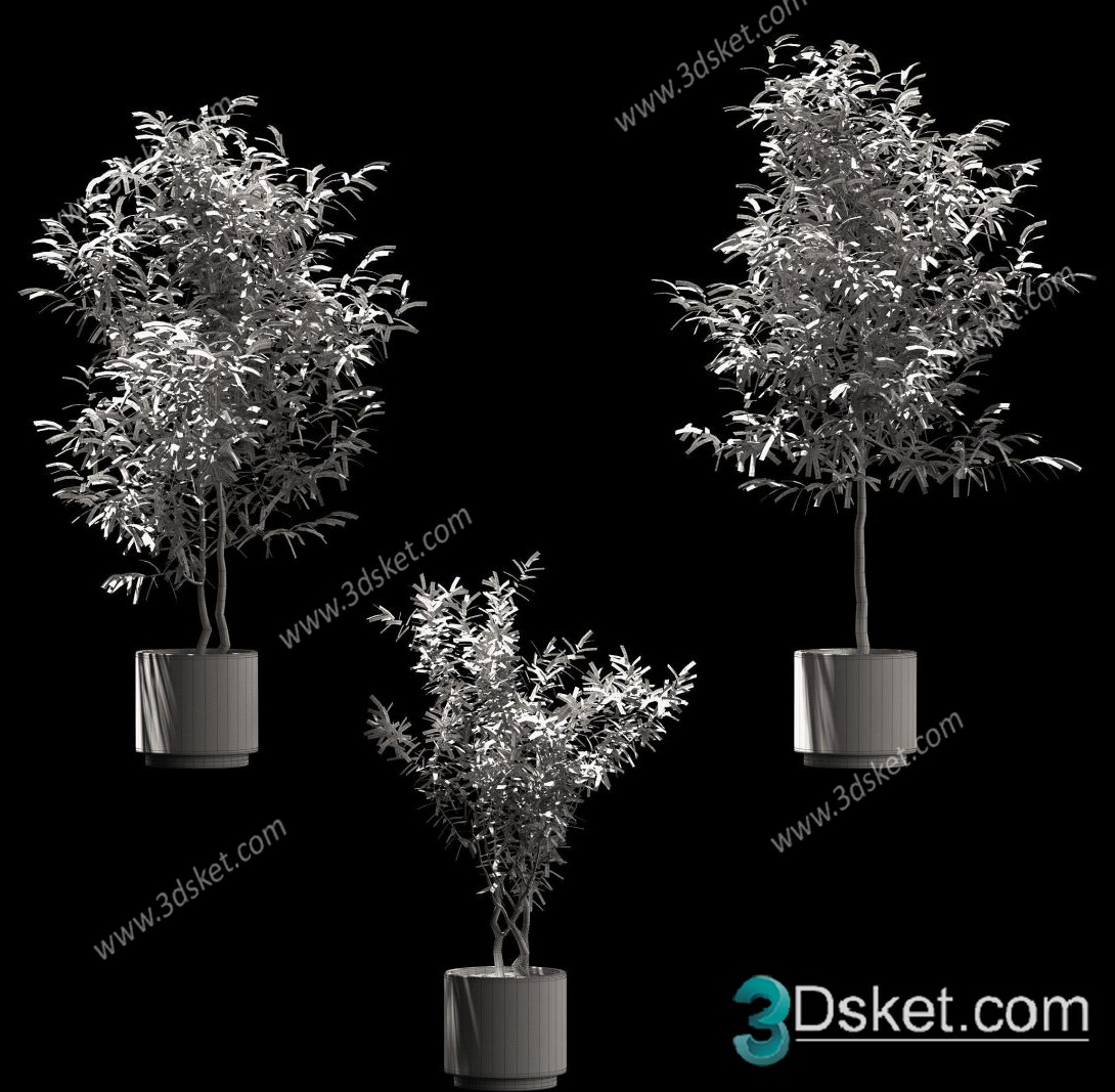 3D Model Indoor Plants Free Download 003
