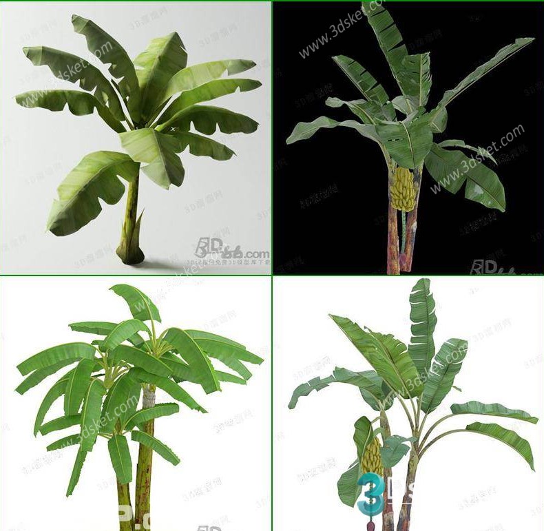 3D Model Outdoor Plants Free Download 044