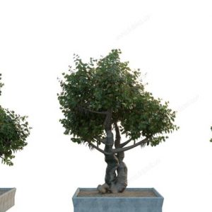 3D Model Outdoor Plants Free Download 060