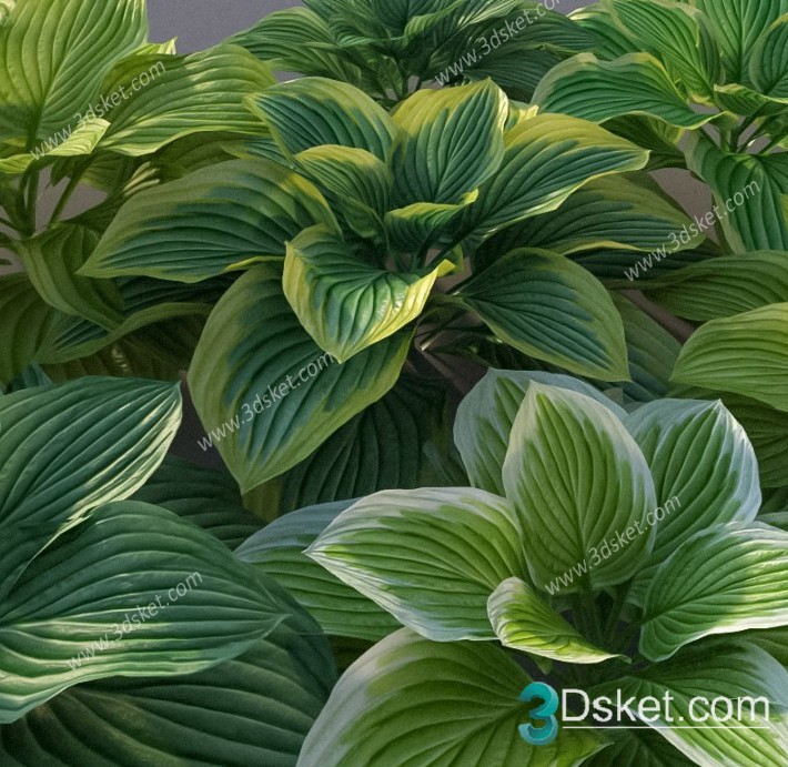 3D Model Outdoor Plants Free Download 064