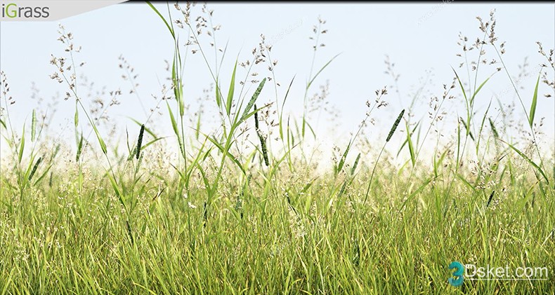 3D Model Outdoor Plants Free Download 069