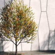 3D Model Outdoor Plants Free Download 086