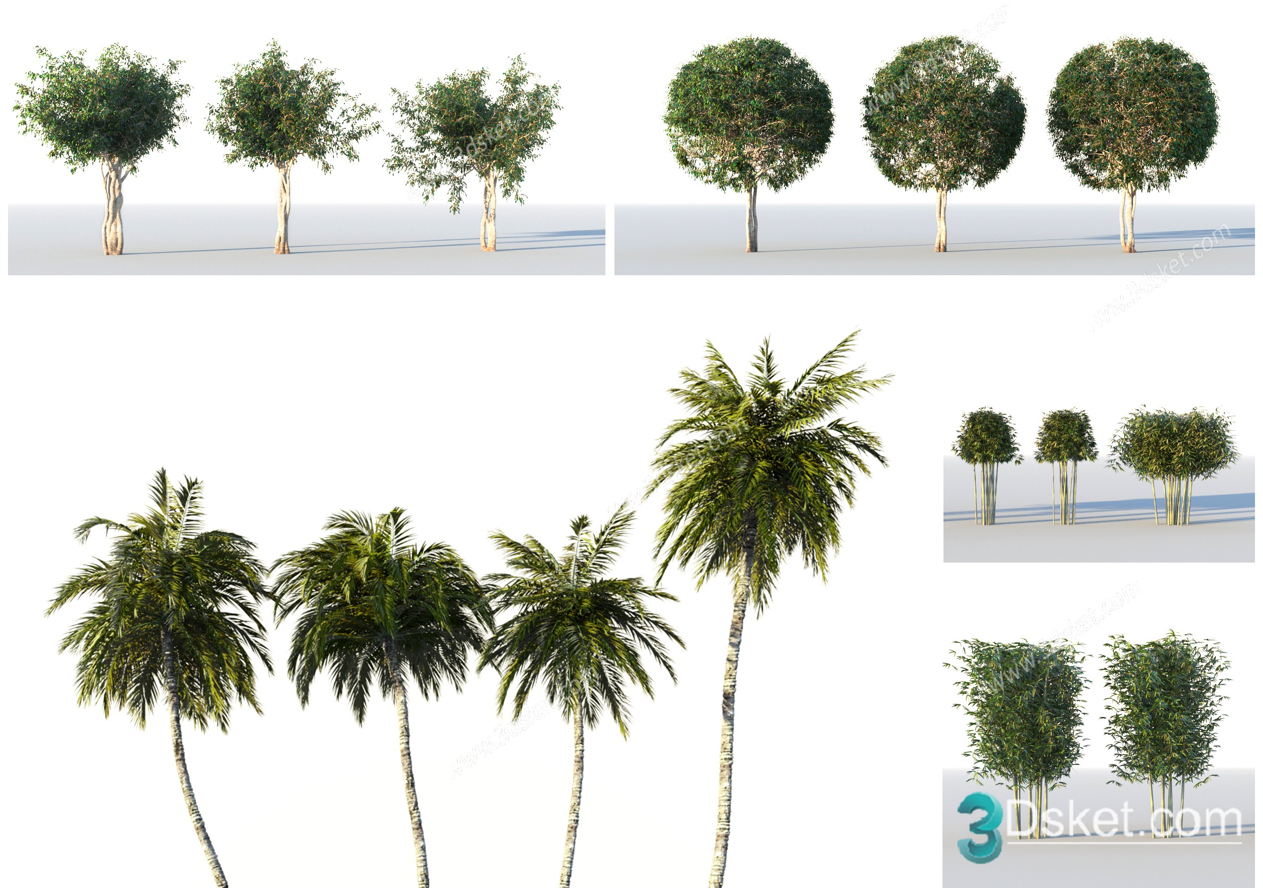 3D Model Outdoor Plants Free Download 070