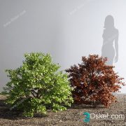 3D Model Outdoor Plants Free Download 081